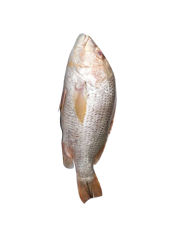 IKAN JENAHAK/JOHN SNAPPER +/-1KG