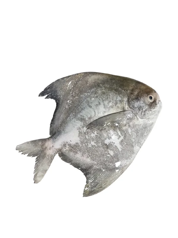 CHINESE POMFRET XXL (+/-300G)