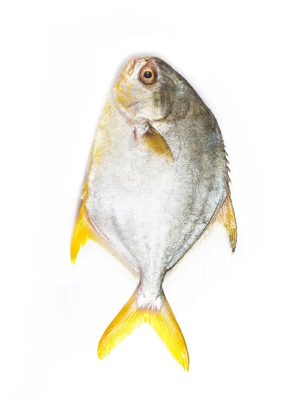 GOLDEN POMFRET (+/-700G)