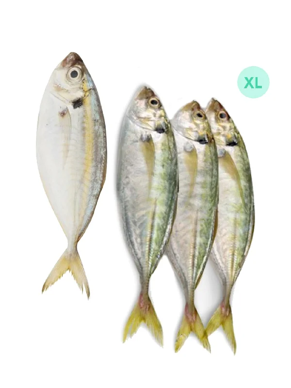 HA IKAN SELAR XL (+/-1KG)