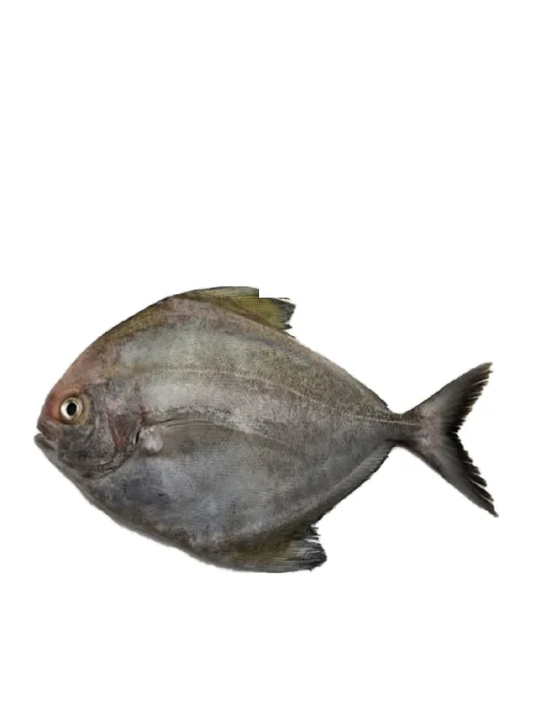 BLACK POMFRET +/-700G