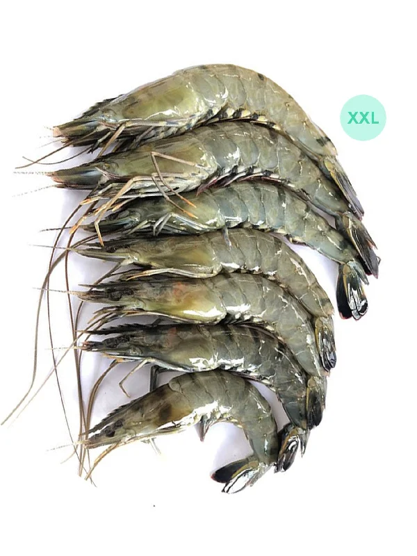 UDANG HARIMAU/TIGER PRAWN XXL (+/-600G)