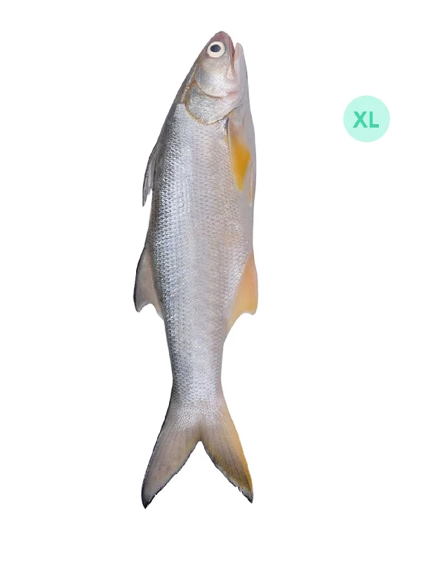 IKAN SENANGIN XL +/- 1KG